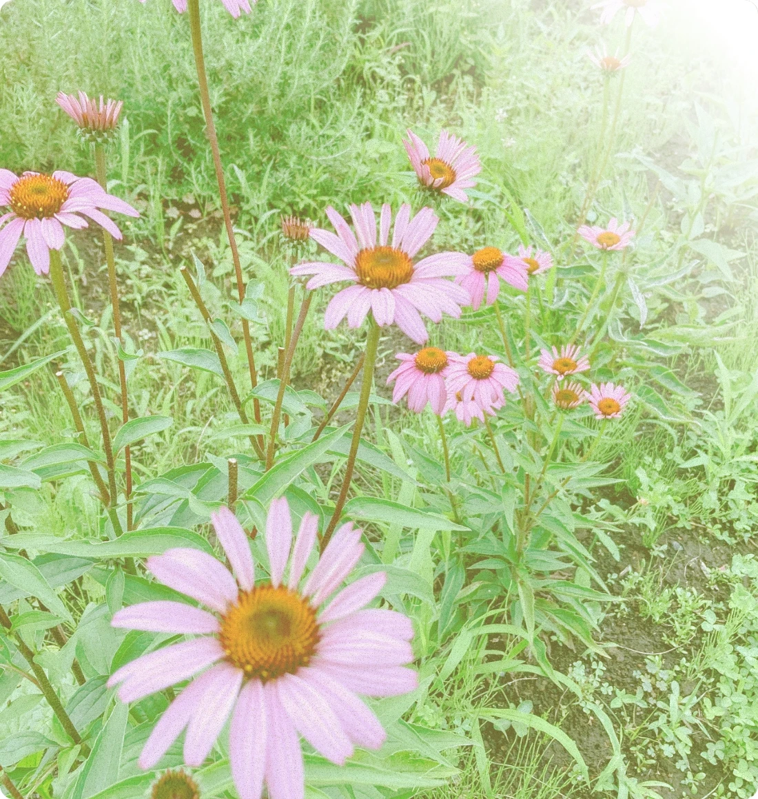 わたしたちについて